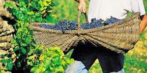 Vendanges proche du Château de Bellecroix, Séjours et Weekends en Bourgogne